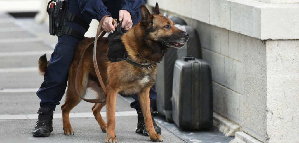 cynotechnie-maitre-chien-gendarmerie